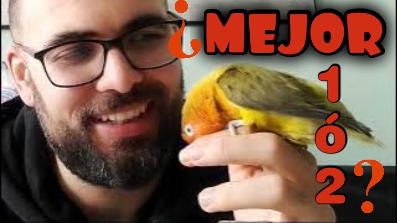 ¿Es mejor tener un agapornis o dos?