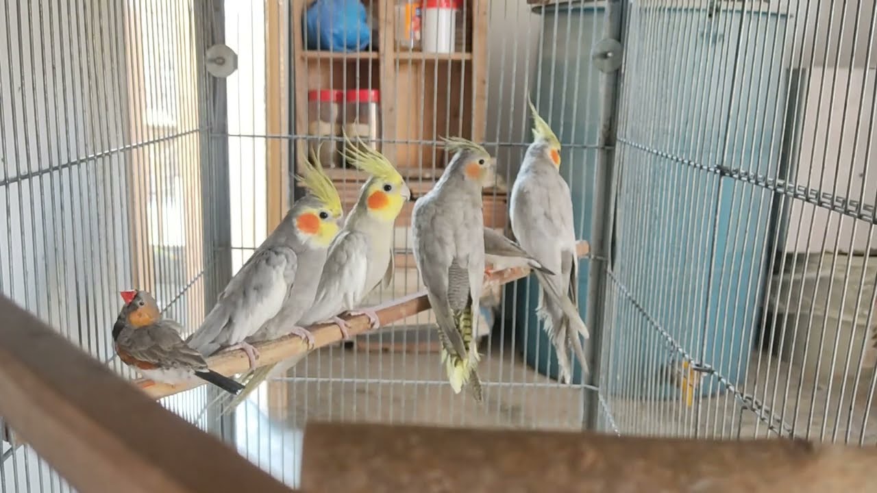 Emerald Cockatiel 🦜 | Rare Home-Bred Beauty | Alhamdulillah