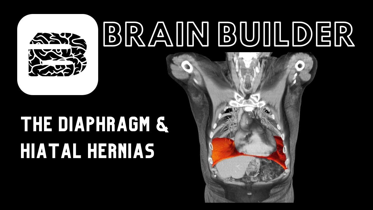 The Diaphragm & Hiatal Hernias | Real 3D Anatomy | BodyViz Brain Builder