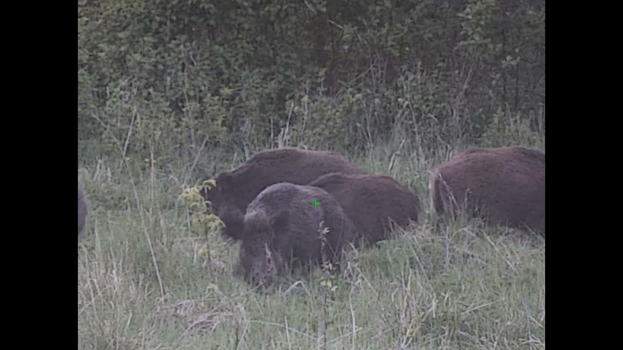 infiray TD50L wild boar ok. 60 meters day time / dziki w dzień