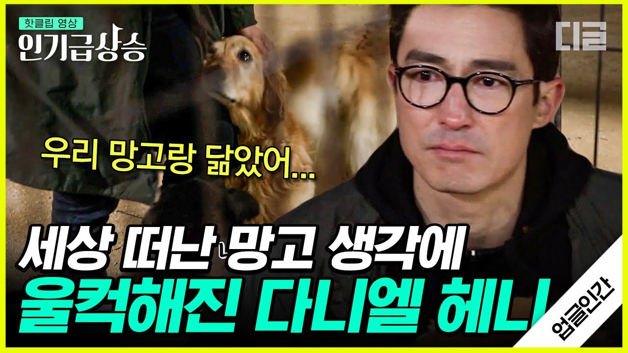 [#인기급상승] 다니엘 헤니의 친구이자 딸이었던 반려견 망고. 유기견 봉사 중에 먼저 무지개 다리를 건넌 망고를 추억하는 다니엘 헤니😢 | #업글인간 #디글