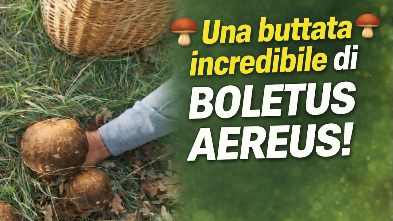 📹 Graziano Azzali: una buttata incredibile di Boletus aereus!🍄‍🟫🖤