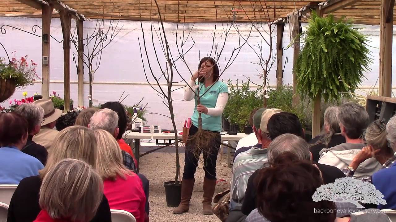 How to Prune Fruit Trees