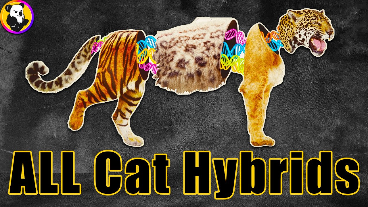 ALL Big Cat and Feline Hybrids  [Hybrid Animals]