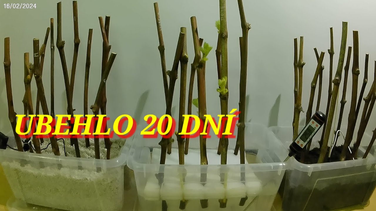 Zakoreňovanie viniča ubehlo 20 dní.