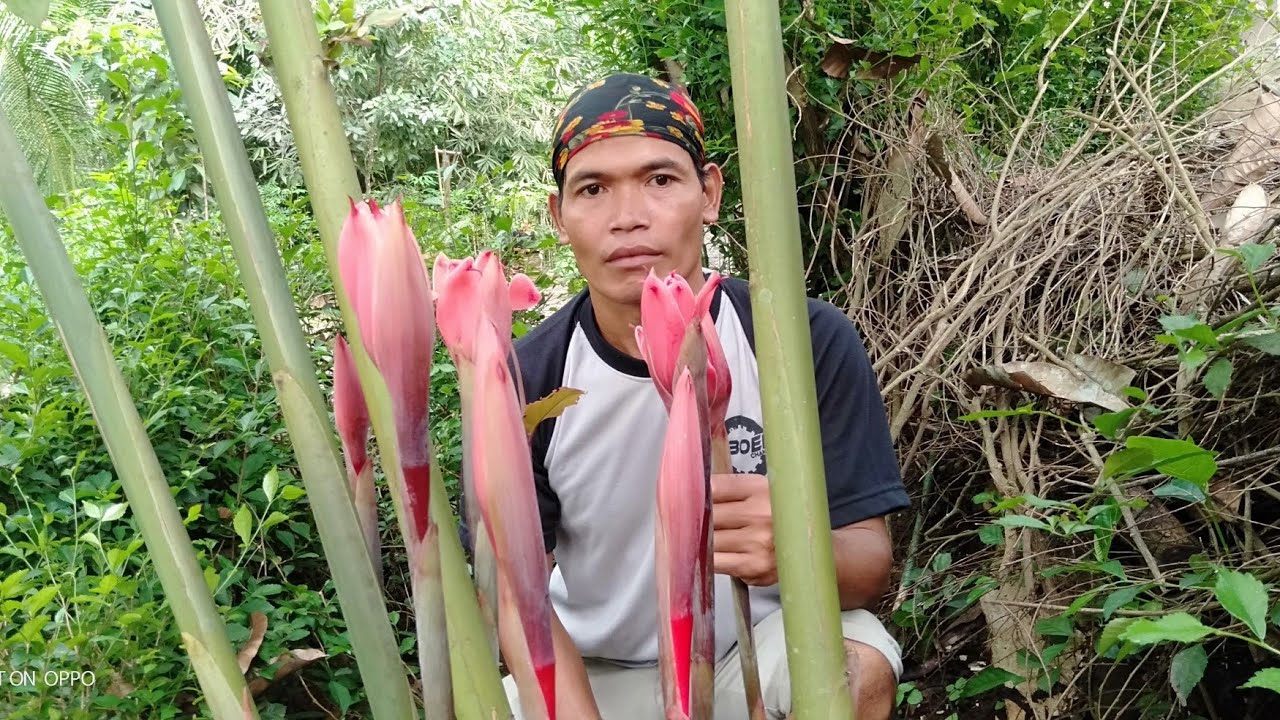 Bunga combrang oseng dages, pecak dages bunga combrang