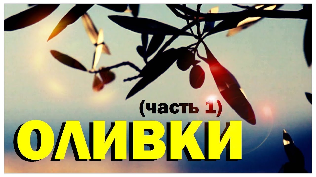 Галилео. Оливки (часть 1)