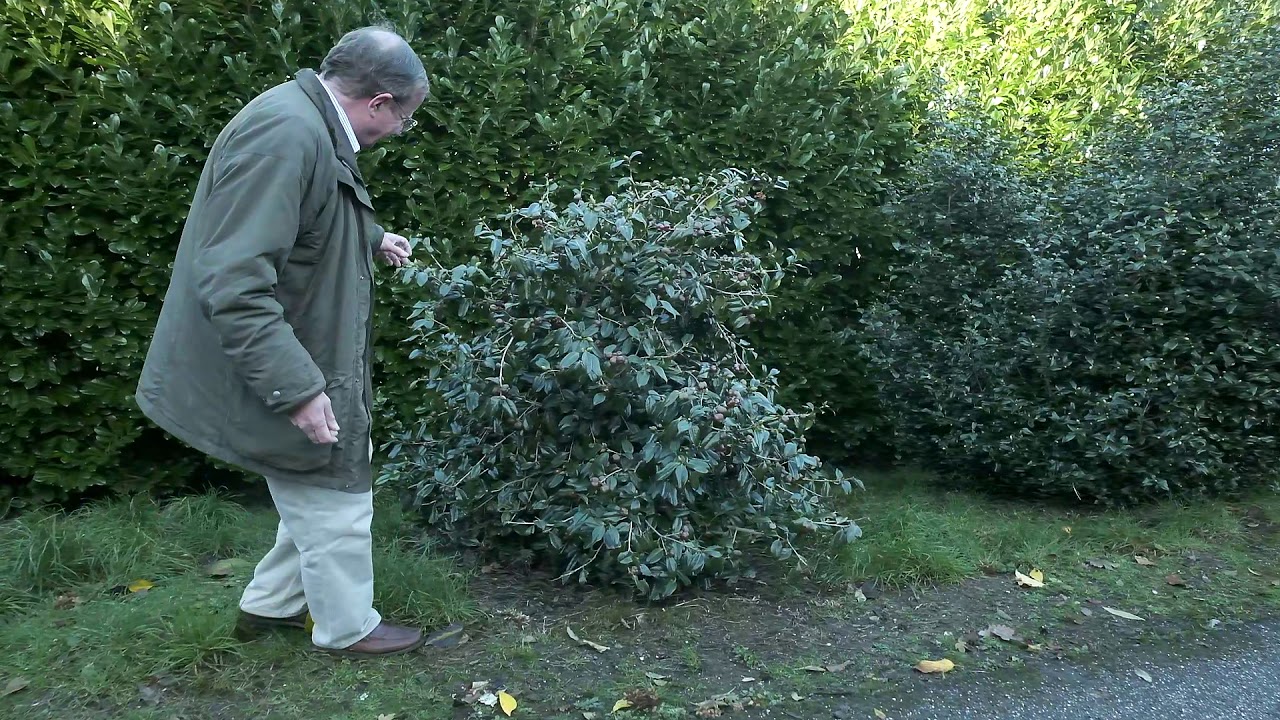Collecting camellia seeds - Burncoose Nurseries