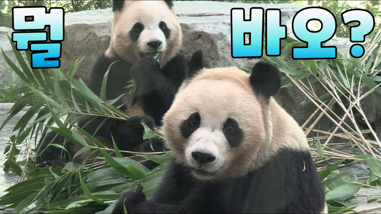 [4K] 귀여운 애 옆에 귀여운 애 #루이후이 #루이바오 #후이바오 #판다세컨하우스