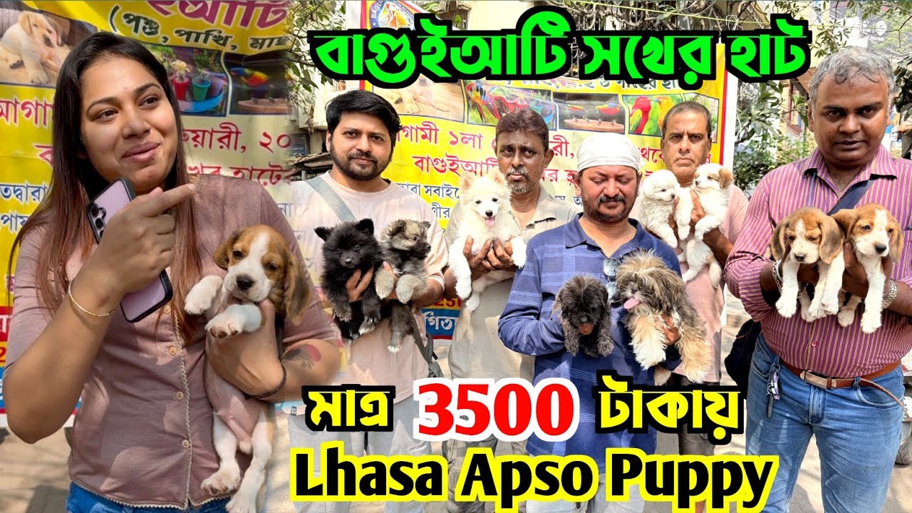 মাত্র ৩৫০০ টাকায় Lhasa Apso Puppy. Baguiati Pet Market. Dog Market in Kolkata Price.