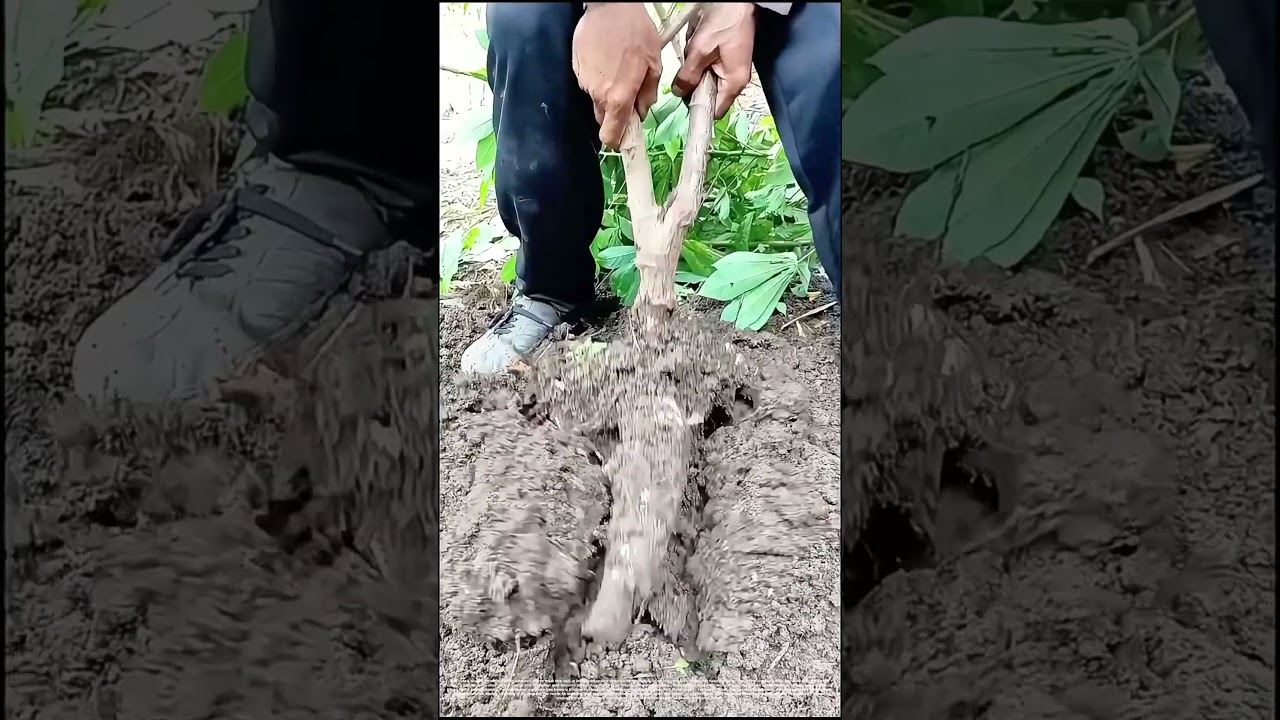 Yanking Yams? No&mdash;Unearthing Cassava: How Farmers Harvest This Starchy Staple