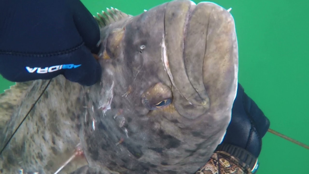 Spearfishing in Norway Halibut Kveite 30kg and 12.5 kg in Lofoten Freedivers 2021