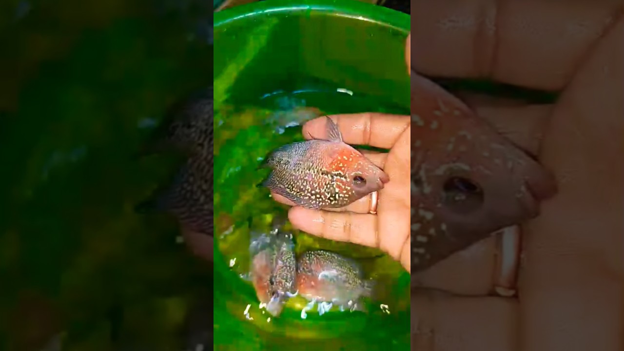 good qulaty fish🐟