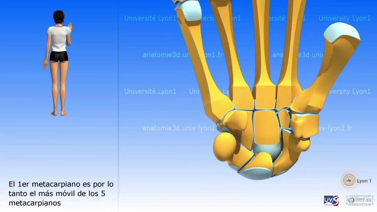 Biomecanica de la Mano