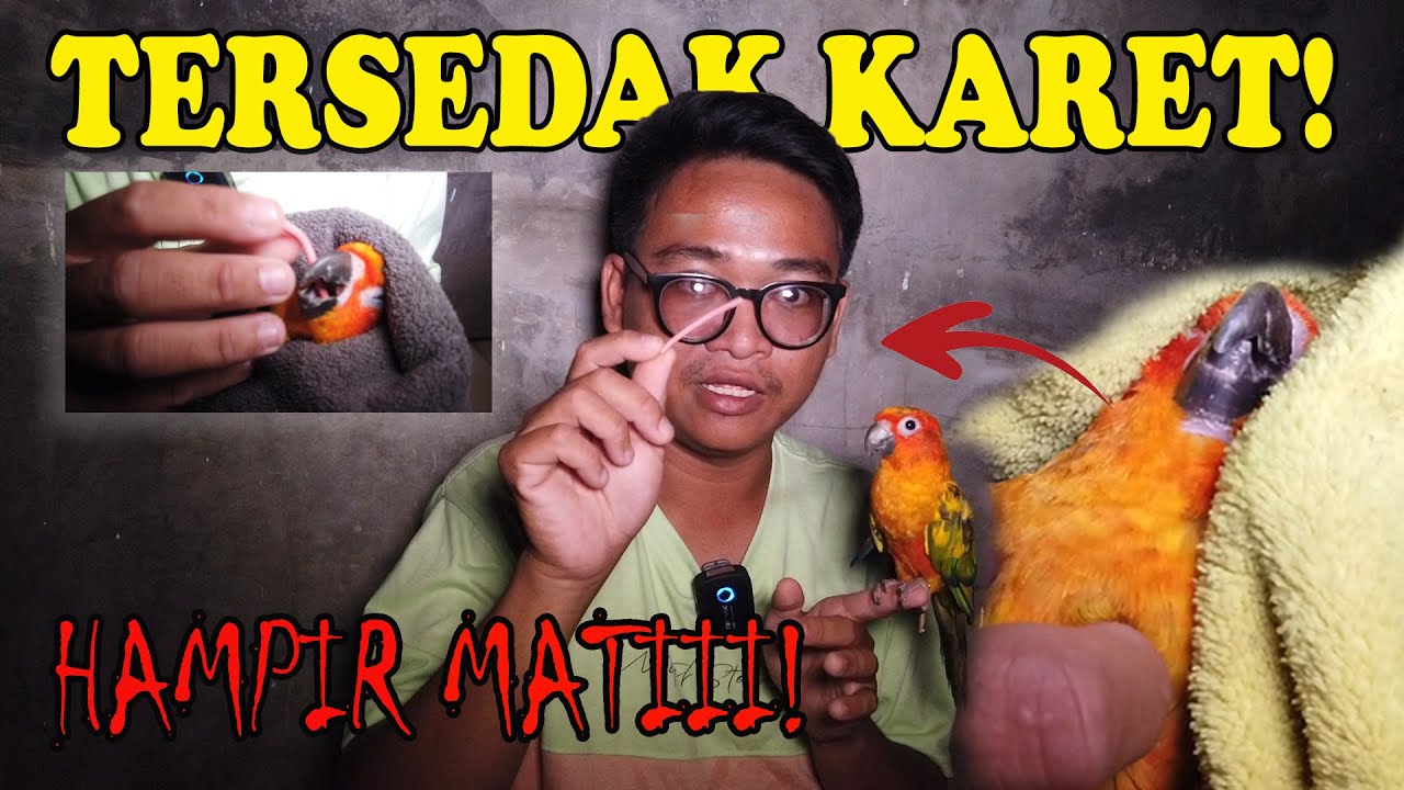 BEGINI CARA KELUARIN KARET LOLOHAN YANG TERTELAN BURUNG | HAMPIR M4TI KARENA KARET