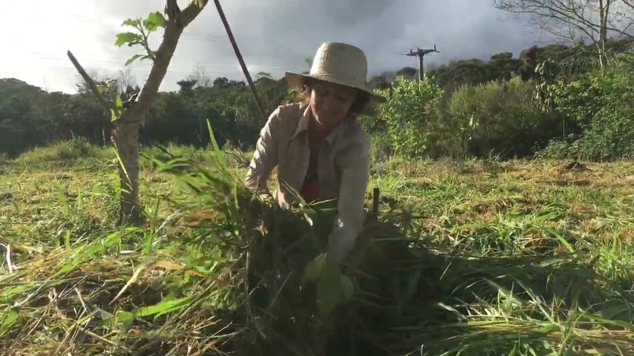 Como começar uma agrofloresta?