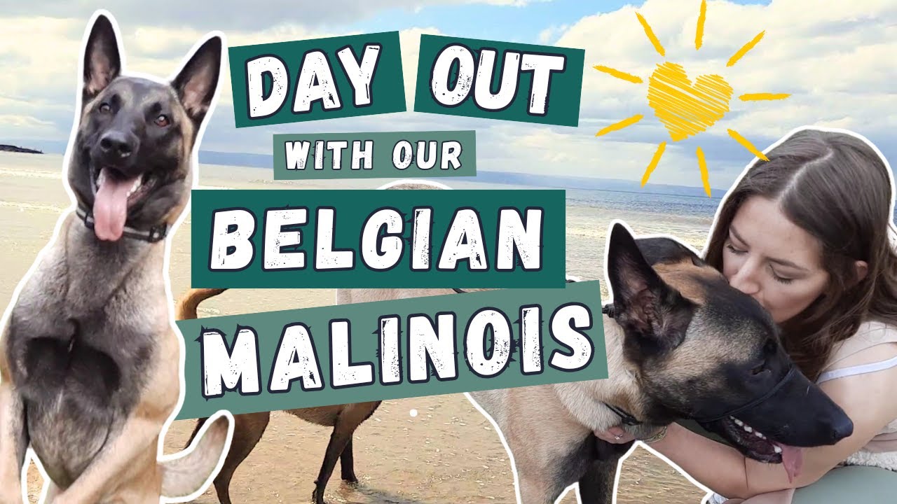 A Day in the Life of Our Belgian Malinois | Adventure, Training & Fun!