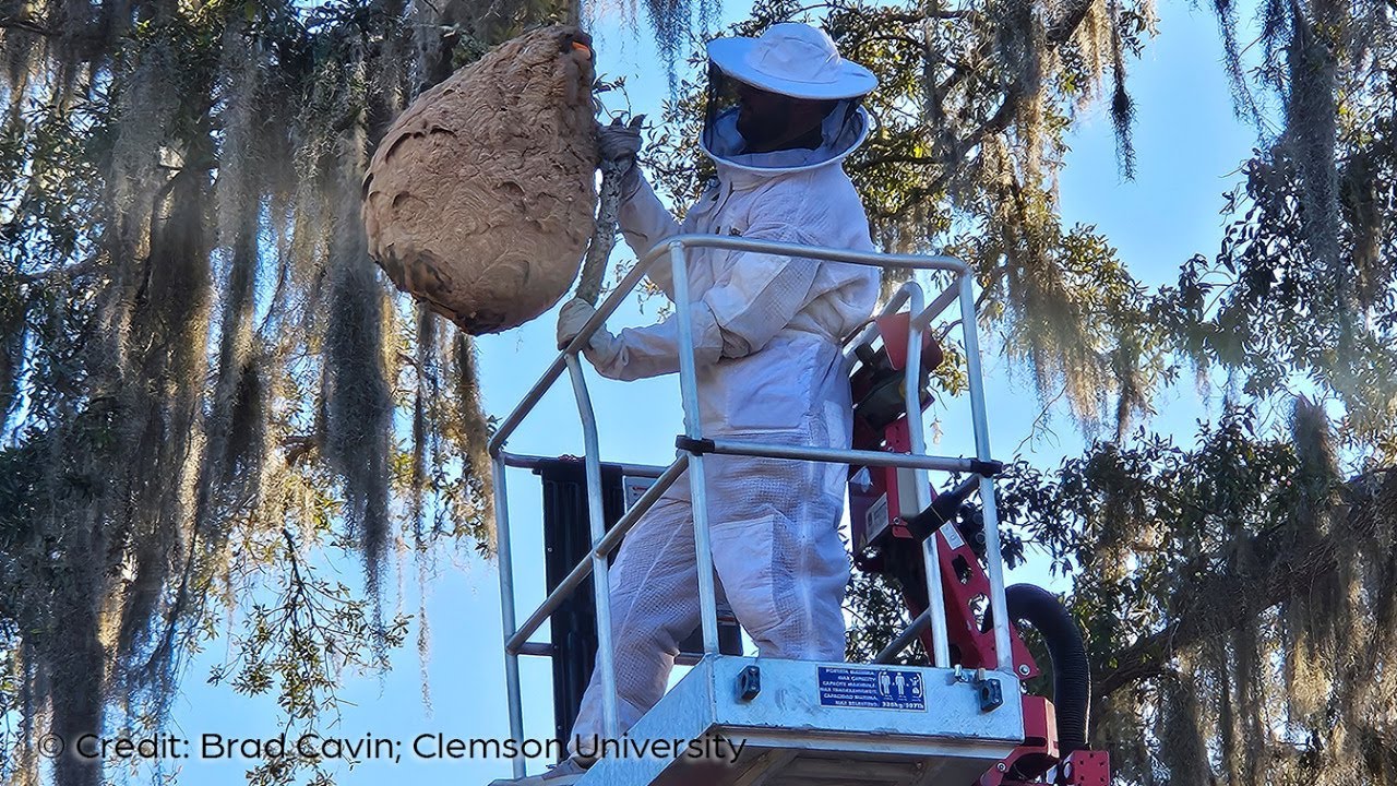 Yellow Legged Hornet Update with Clemson's Brad Cavin - Live Q/A