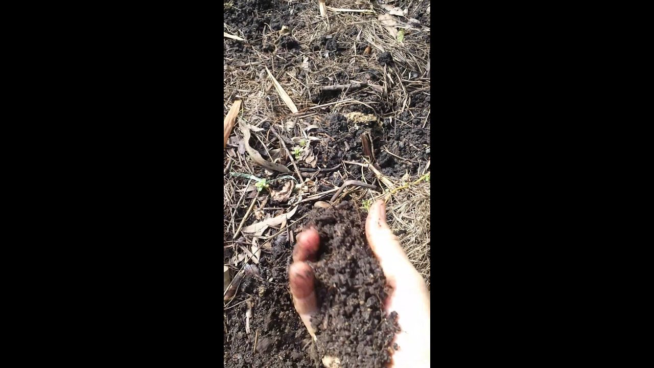 Organic garden tour of Peter Kearney - Autumn 2016