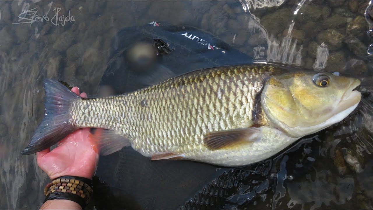 Jalec hlavatý - 60cm