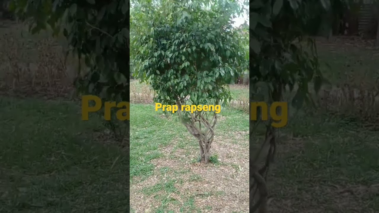 Prap rapseng bijak chongipa