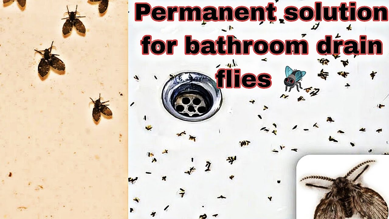 How to get Rid of Drain Flies Permanently | Cement Sealing Method #bathroomcleaning 