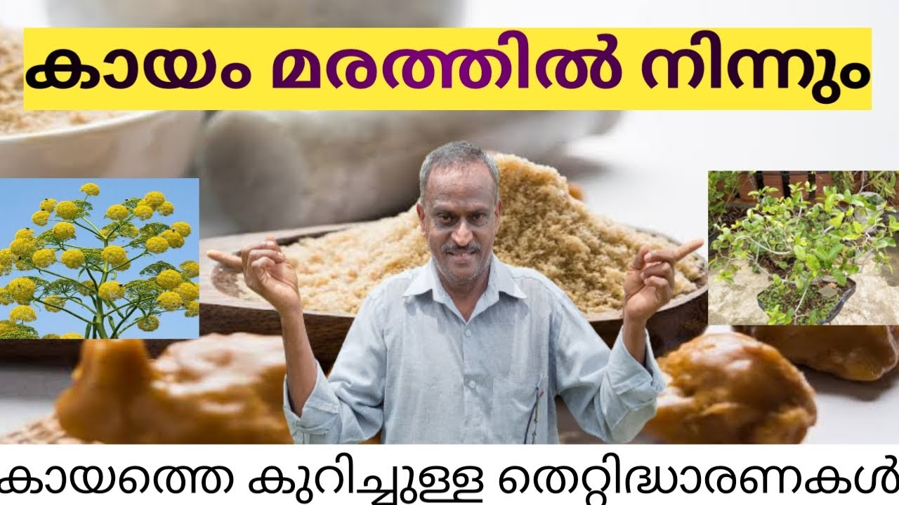 KAYAM |കായം|Asafoetida |കായം നിർമ്മിക്കുന്നത് എങ്ങനെ?