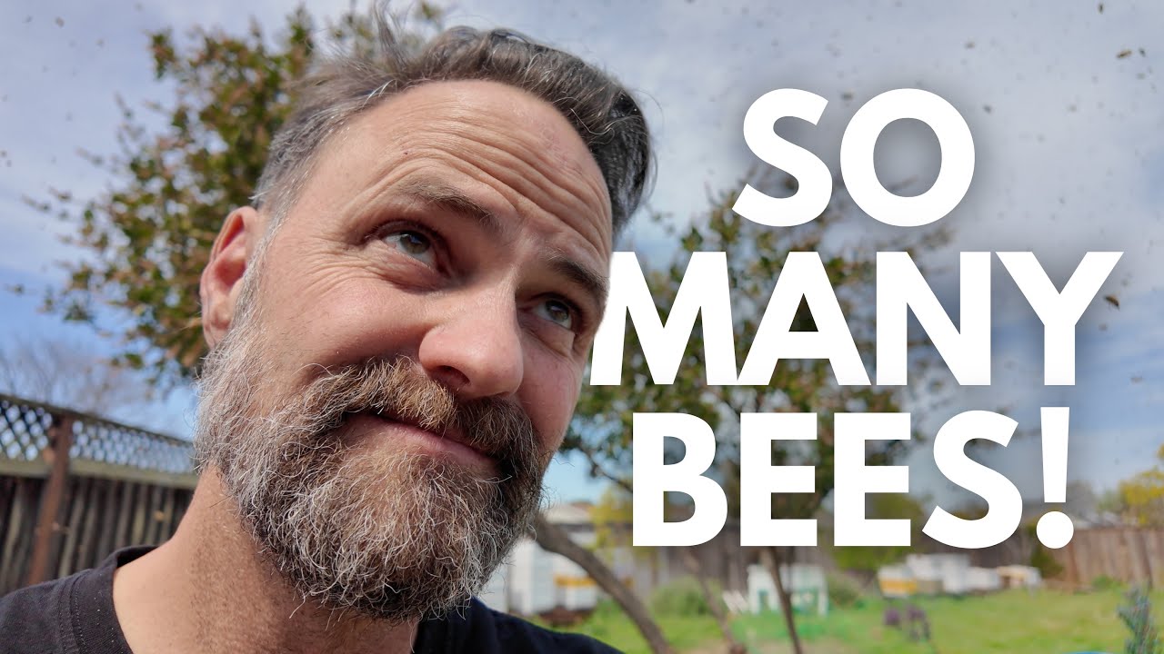 So Many Bee Hives! April Beekeeping Vlog