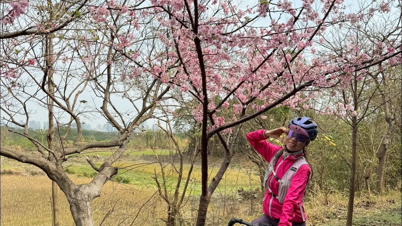 滿滿的櫻花😍😍😍-頭前溪左岸自行車道