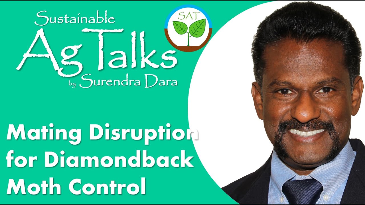 Mating disruption as an IPM tool for managing diamondback moth