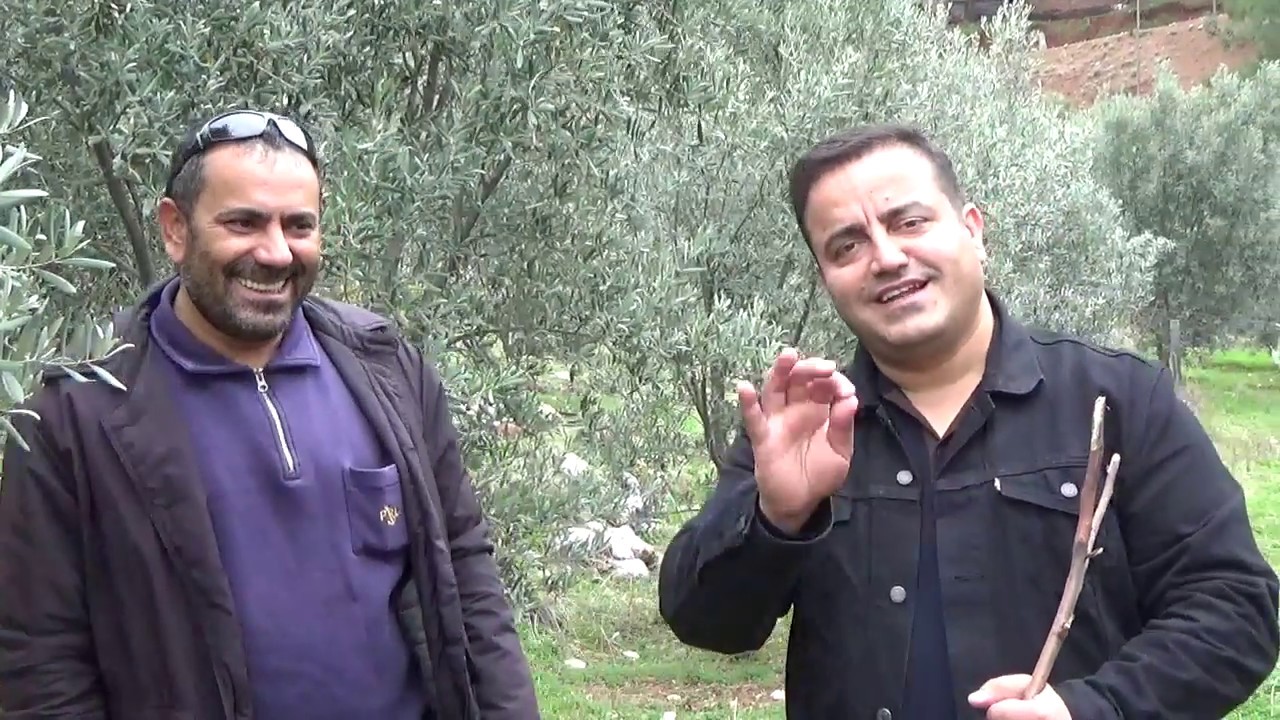 Fethiye Üzümlü - Verimsiz Bozuk Zeytin Bahçesine Bakım - Küresel İklim Değişikliği Sonuçları