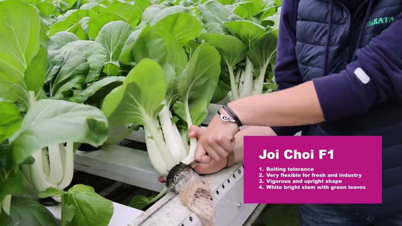 PakChoi on hydroponics