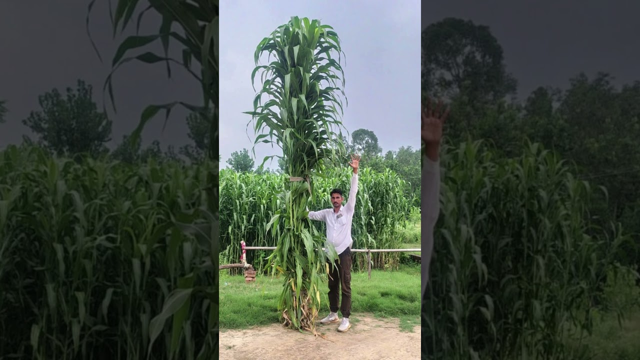 #farmingtraditions #agriculture #farmer #desiviilagelifetstyle #viralvideo
