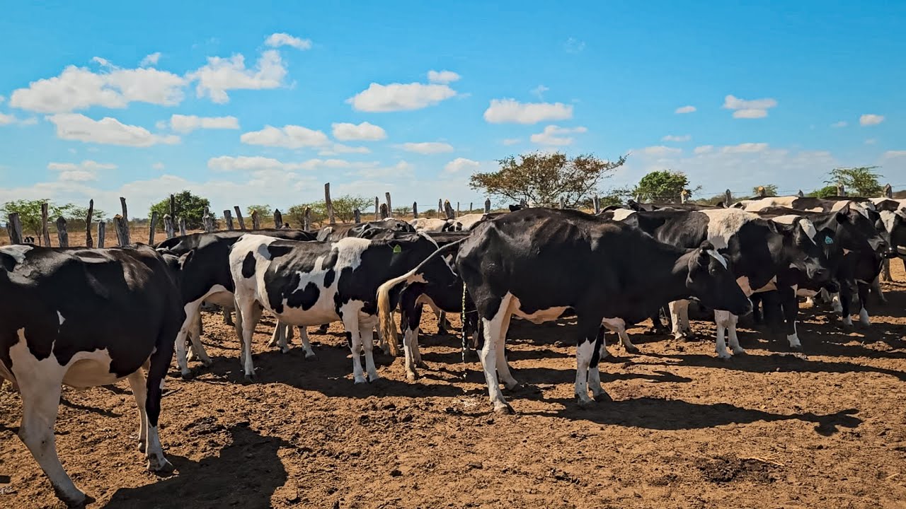 DEZENAS DE VACAS LEITEIRAS 3/4 PRENHAS DE 6 A 7 MESES - FAZENDA ZÉ DE DANDA!!