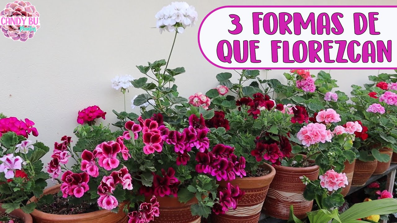 Razones por las que no florecen los GERANIOS, MALVONES, NOVIOS, CARDENALES │Candy Bu