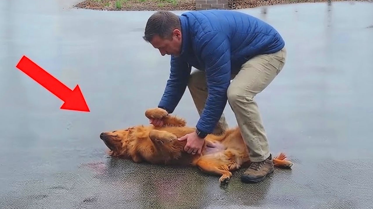 When Dogs Are Being OVERDRAMATIC With Their Humans! 😭🤣