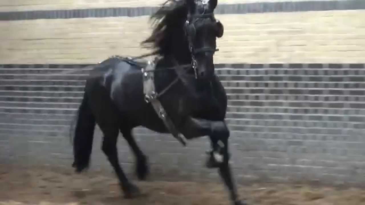 Frisian Stallion Sieuwe after 4 weeks training