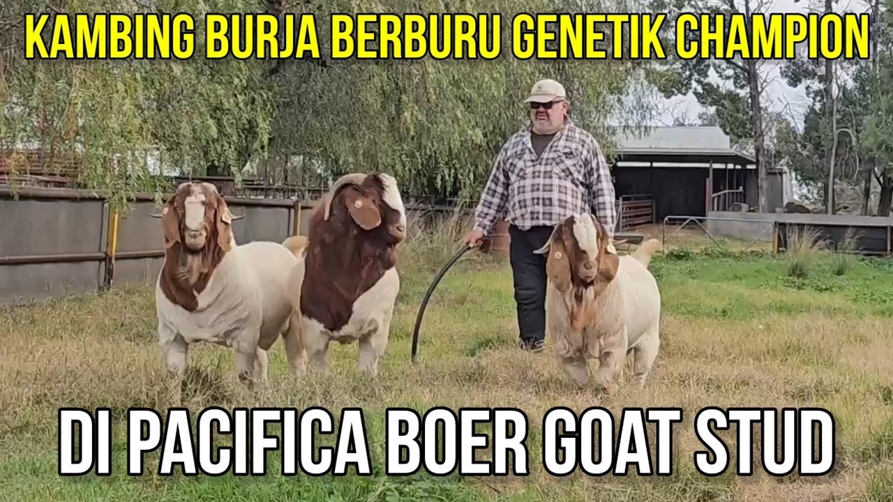 KAMBING BURJA BERBURU KAMBING BOER CHAMPION DI PASIFICA BOER GOAT STUD