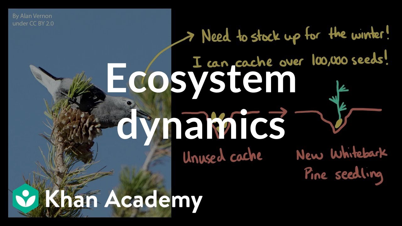 Ecosystem dynamics: Clark’s nutcrackers and the white bark pine | Khan Academy