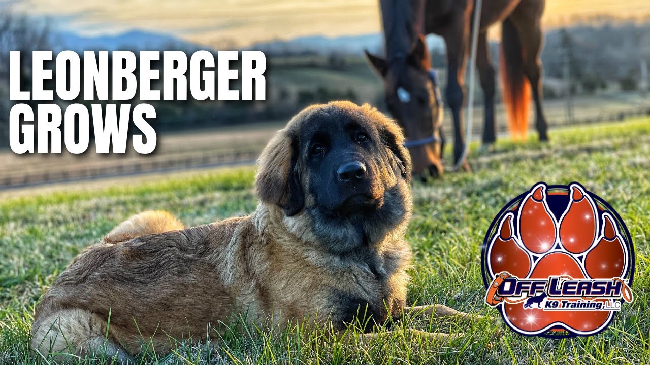 Knoxville Dog Trainers - 5 Month Old Leonberger Grows into Obedient Superstar