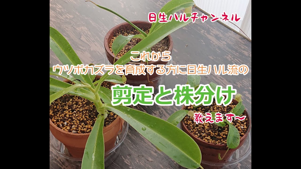 【食虫植物】これから育成する方必見、日生ハル流のウツボカズラの剪定と株分け