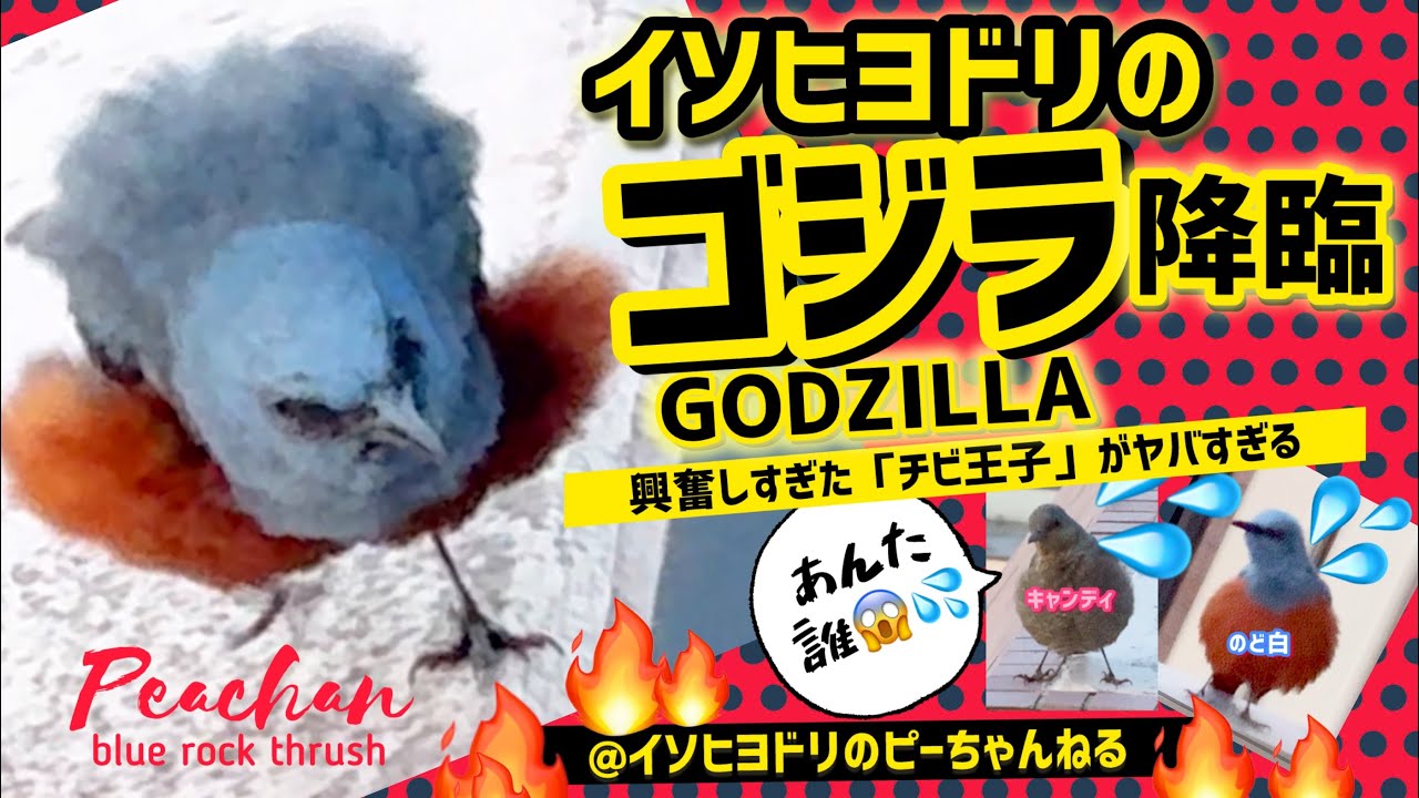 【激レア威嚇】興奮したイソヒヨドリのチビ王子が“ゴジラ化”！豹変する瞬間【4K】