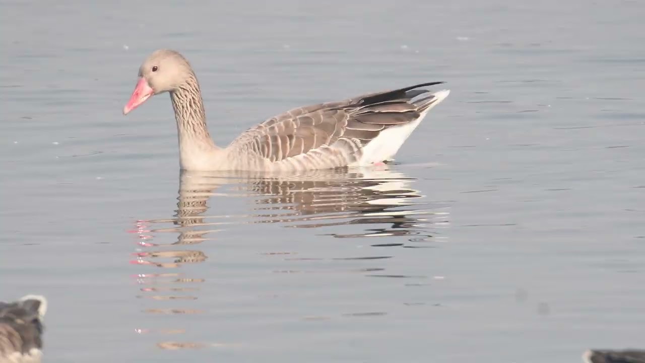 Birds of Gourisagar pukhuri, Assam !!