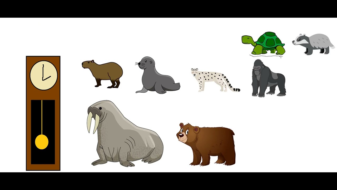 Hickory Dickory Dock Walrus