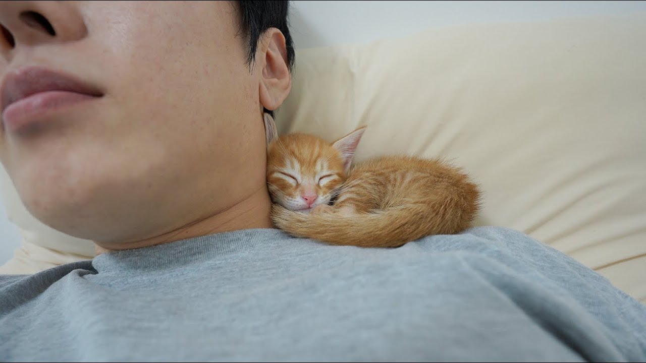 Kitten Can Sleep Comfortably Only When It Feels the Warmth of Me