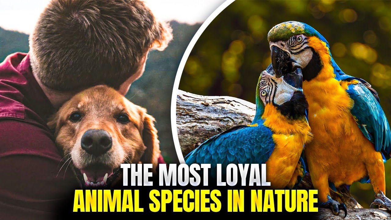 The Most Loyal Animal Species In Nature