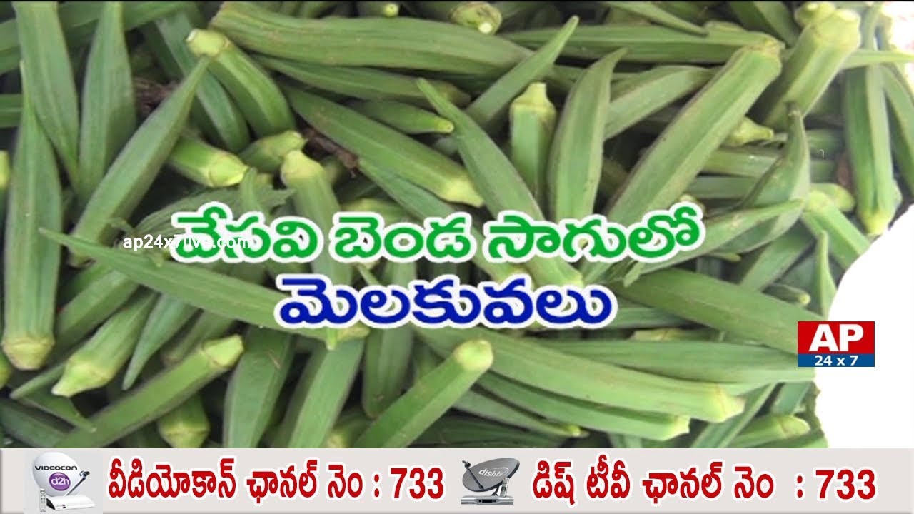 Success Story of Ladies Finger Cultivation in Summer | Rythu Ratham | AP24x7