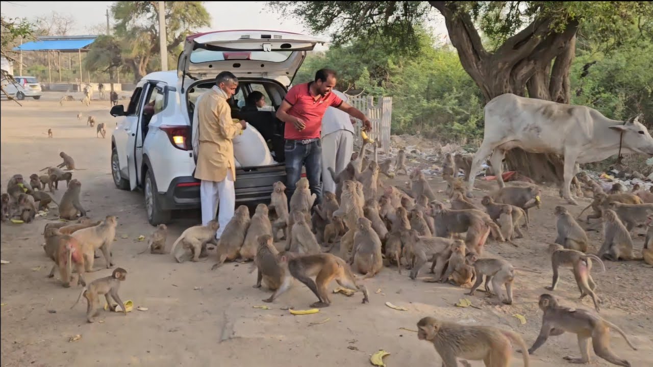 Govardhan parikrama