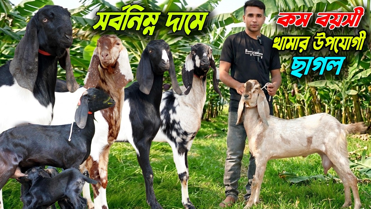 সর্বনিম্ন দামে কম বয়সী খামার উপযোগী ছাগল কিনুন।