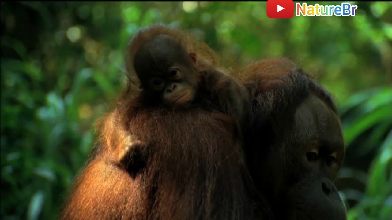 #NatureBr - Som de P&acirc;ntano - ( Salve a Natureza)